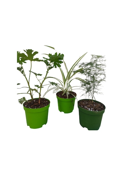 3'lü Set Mini Itır+ Mini Kurdele+ Mini Tül 5-10 Cm İç/ Dış Mekan Bitkileri