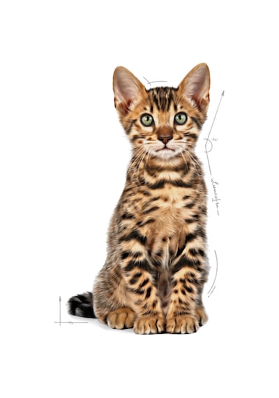 Royal Canin Kısırlaştırılmış Yavru Kedi Maması 2 KG