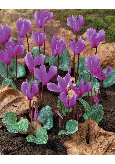 Dağ Sıklameni Cilicum Cyclamen Soğuklara Ve Kuraklığa Dayanıklı Sıklamen Çiçeği Soğanı 1 Adet