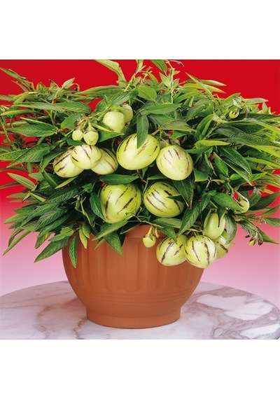 Saksılık Pepino Tohumu 5 Tohum + Tohum