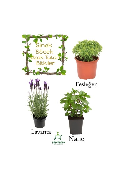 Sinek Böcek Kovucu Bitki Seti Lavanta+fesleğen+nane 10-20cm Boylarında