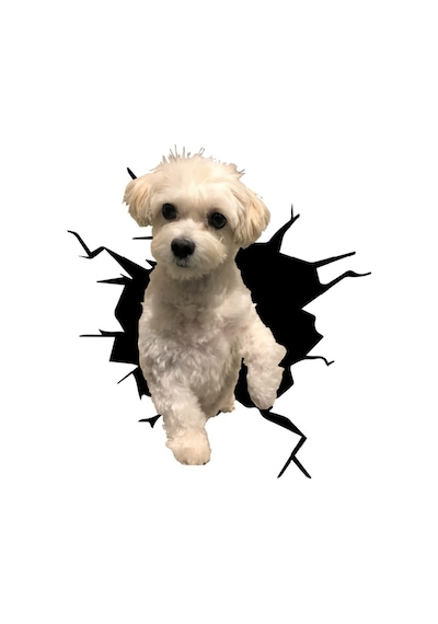 Maltese Araba Sticker Yapıştırması Model2 18Cm