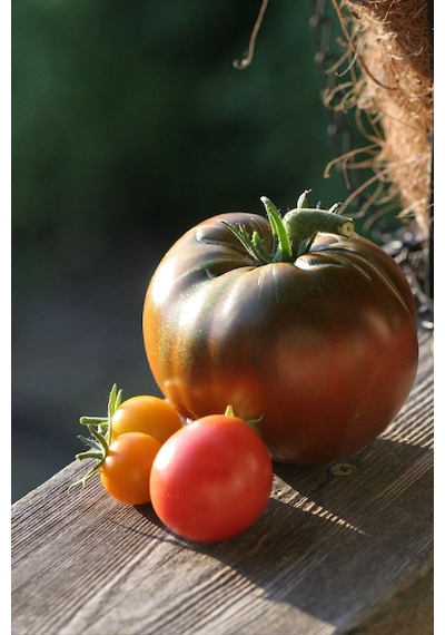 Kara Prens Domates Tohumu Geleneksel Black Prince Tomato Seeds