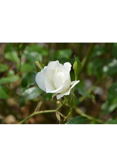 Beyaz Bulgar Gülü Çiçeği Fidanı 45-60 Cm Tüplü Çiçekli Bodur Bitkiler White Bulgarian Rose