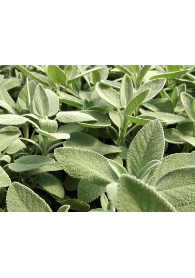 Salvia Culinaria Adaçayı Şalba Fidanı 10-20 Cm