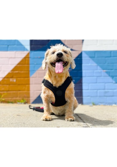 Escape Free Spor Yemek Takımı, Küçük Köpekler İçin, Neopren Yemek Takımlarından Kaçmayı Seven Köpekler İçin, Siyah, Beden L Çok Renkli