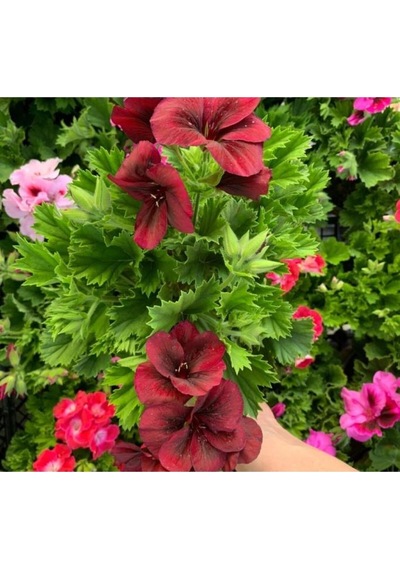 Koyu Kırmızı Ceylan Gözü Sardunya Fidanı 10-20 Cm