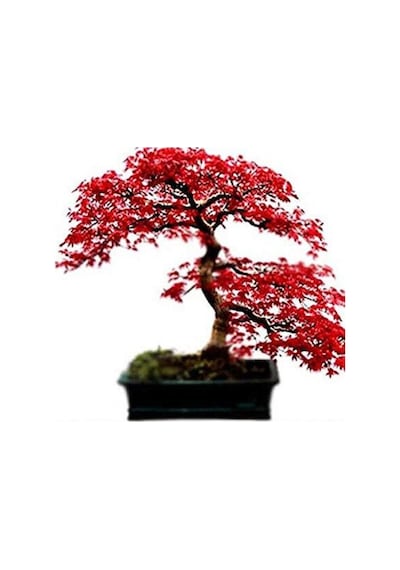 Bodur Acer Rubrum Bonzai Ağacı Tohumu 5 Adet Bonsai Ağacı Tohumu