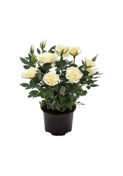 Beyaz Salon Gülü 25 35cm Saksılı Minyatür Aşılı Gül White Miniature Rose
