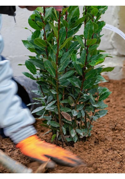 Videolu Mis Kokulu 1 Adet Defne Ağacı Fidanı 60-120cm Saksılı\tüplü Laurel Tree Sapling