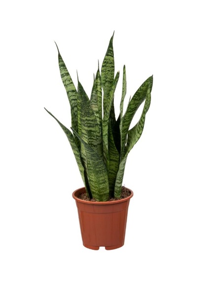 İç Mekan Salon Seti Şamador 15-25cm -yeşil Kılıç 20-40cm -deve Tabanı 40-60cm