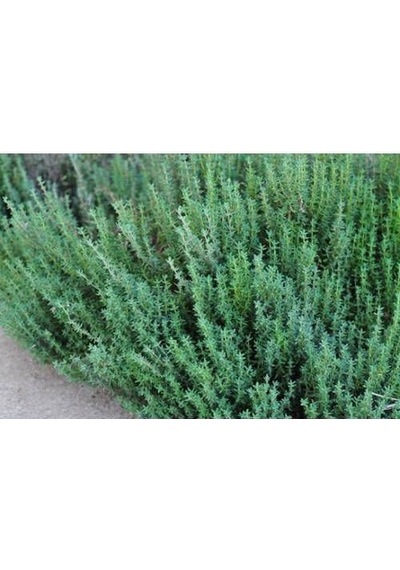 20 Adet Aromatik Dağ Kekiği Tohumu + Saksı Toprak + Tohum