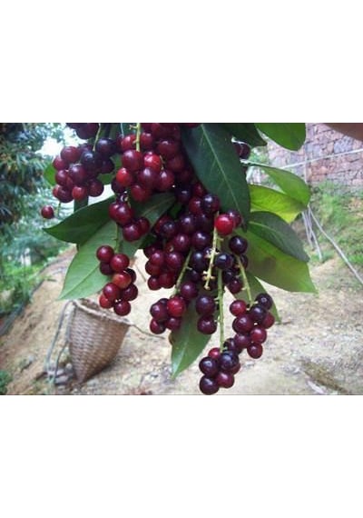 3 Adet Karayemiş Fidanı Prunus Laurocerasus Çok Yıllık Sağlam