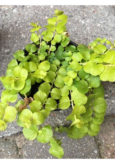 Çiçek Açan Sarı Kız Altın Kolye Çiçeği 1 Adet 20-40cm Lysimachia Nummularia