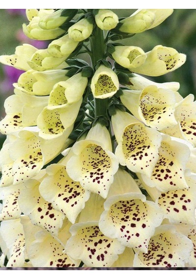 +10 Adet Digitalis Çiçeği Tohumu N114750
