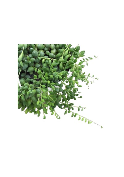 Senecio Rowleyanus Tesbih Çiçeği Ø14 Cm Y20-25 Cm