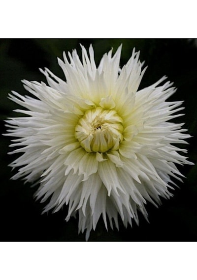 Dev Çiçekli White Lace Dahlia Yıldız Çiçeği Yumrusu 1 Adet