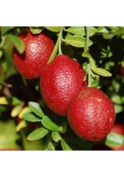 3 Yaş Blode Lime Kırmızı Limon Fidanı