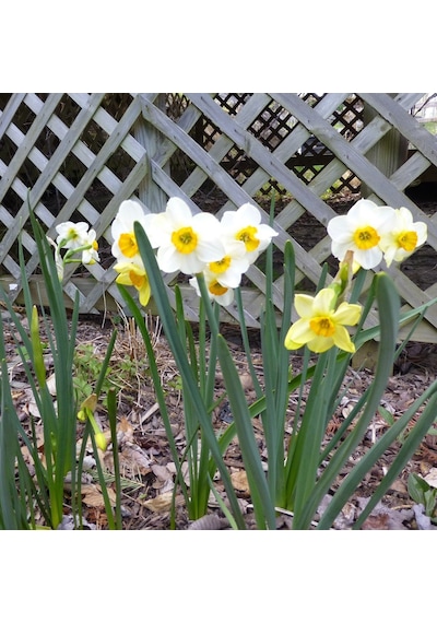 Beautyful Eyes Narcissus Nergis Çiçeği Soğanı 3 Adet