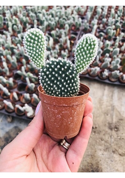 Opuntia Microdaisys Albata Beyaz Tavşan Kulağı Kaktüs