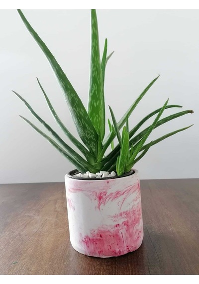 Aloe Vera Bitkisi 40-60 Cm