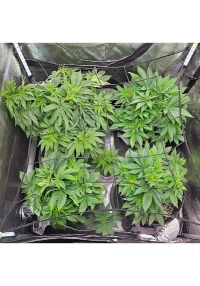 Coffee Life Plus Scrog File, Bitki Yetiştirme Ağı, 150 X 150 Cm Elastik Kafes Ağı, 6 Kancalı, Elastik Ağ Kafesi
