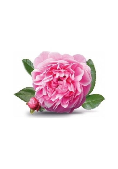 Rosa Damascena Reçellik Gerçek Isparta Gülü Fidanı 10-20 Cm