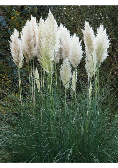 Beyaz Pampas Saz Çiçeği Fidanı 1 Adet Saksılı 60-80 Cm Bahçe Bitkisi Pampas