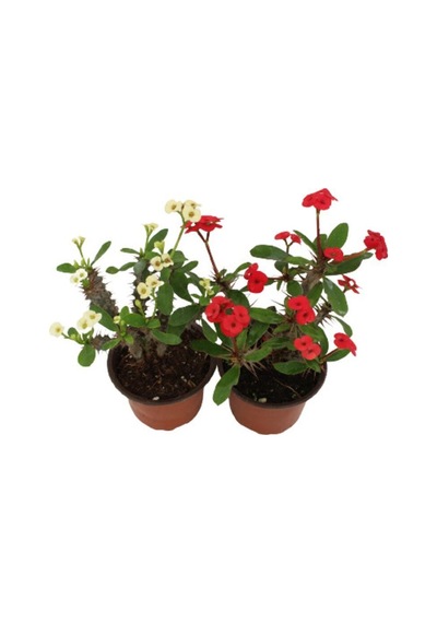 Videolu Milli Dikenler Tacı Kırmızı-beyaz Çiçekli 2 Adet 25 55 Cm Saksılı Kaktüs Euphorbia