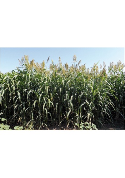 Hibrit Sorgum Sudan Otu 1 KG