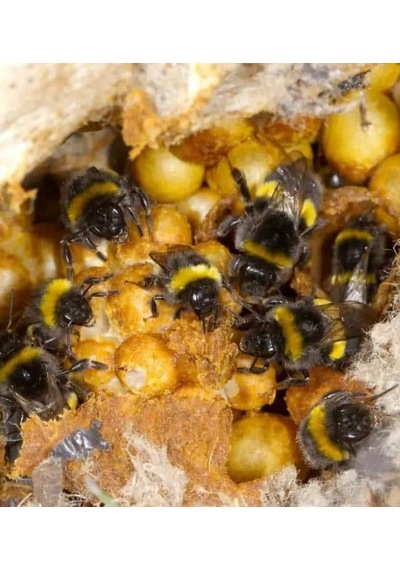 Avrasya Arıcılık Bombus Arısı