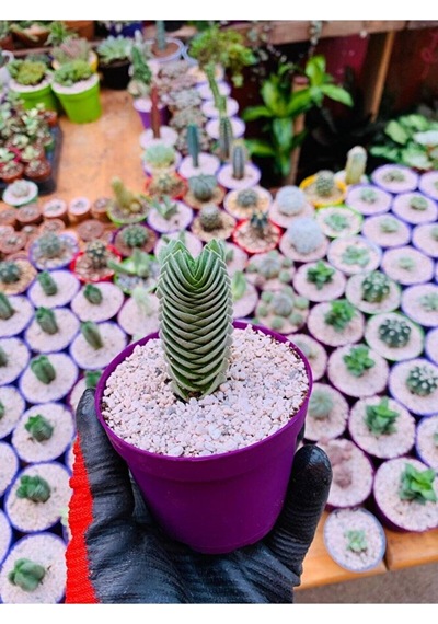 Crassula Buddha's Temple - Krasula Buda - Koleksiyonluk Tür