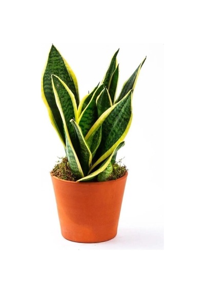 Sarı Kılıç Çiçeği Fidanı 10-20 Cm