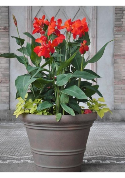 Canna Indica Çiçeği Fidanı 20-40 Cm
