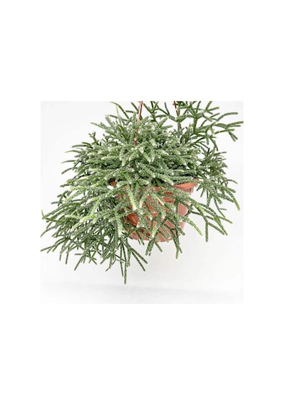 Askılı Saksıda Spagetti Kaktüsü – Rhipsalis Pilocarpa
