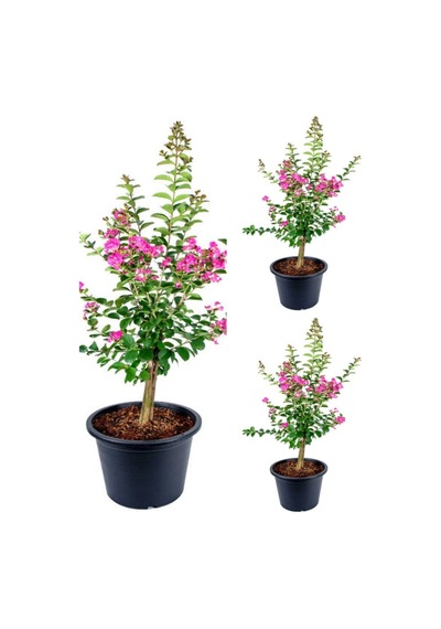 Videolu Pembe Renkli Oya Ağacı Fidesi 30 40 Cm 3 Adet Saksılı Dış Mekan Ağaç Lagerstroemia Indica
