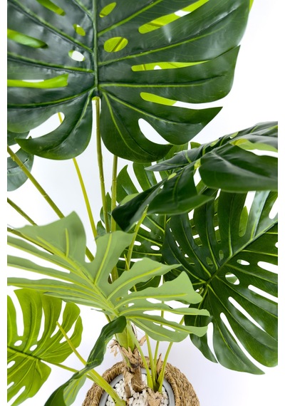 Biçiçek Yapay Monstera Ağacı Deve Tabani 180 Cm Bohem Saksıda