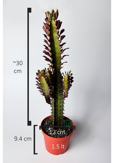 Afrika Süt Ağacı Eforbia Trigona 30 Cm Büyük Boy 12 Cm Saksıda 1 Adet