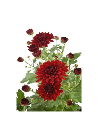 Krizantem Kırmızı Renk Kasımpatı Çiçeği 1 Adet Saksılı 15-30 Cm