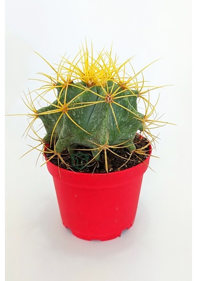 Ferocactus Glaucescens Sarı Dikenli Nadir Özel Tür Kaktüs Büyük B