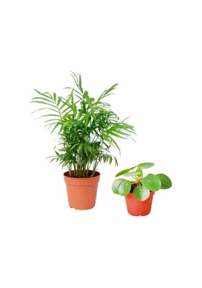 Serada Decor Plant Areka Dağ Palmiyesi & Pilea Set 2li İç Mekan Ofis Bitkisi