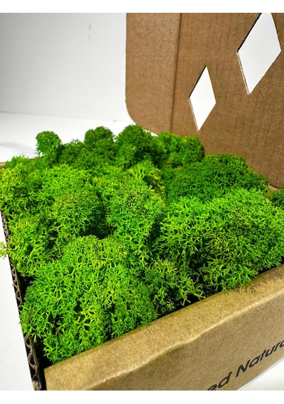 Reindermoss, Şoklanmış Norveç Yosunu, Terarium Yosunu, Grass Green Light