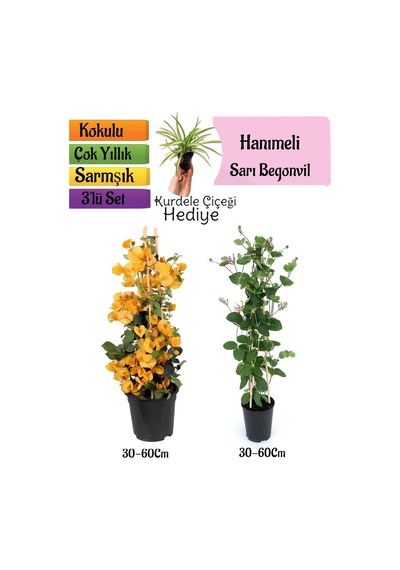 Sarı Begonvil+kokulu Hanıme Çiçeği+kurdele Çiçeği 3'lü Peyzaj Seti
