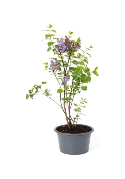 Kokulu Leylak Çiçeği Fidanı 1 Adet Saksılı 30-60 Cm Syringa