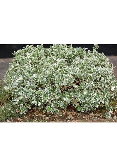 Alaca Taflan Fidanı 30-50 Cm Euonymus Japonica Variegata Da