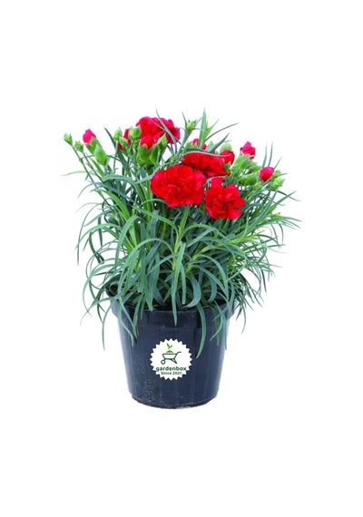 Dolgun Formlu Kırmızı Renk Karanfil Çiçeği 1 Adet 15-25cm Red Dianthus