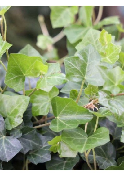 Canlı Hedera Helix Kaya Sarmaşığı Tırmanıcı, Formlu Bitki 40-60 Cm