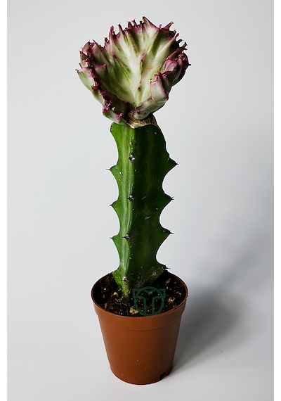 Euphorbia Lactea Cristata Variegata Özel Seri Koleksiyon Aşılı Form 5.5 Cm Saksıda 1 Adet