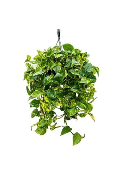 Pothos Sarmaşığı Askılı Saksıda, Epipremnum Aureum Bitkisi Diğer