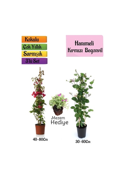 Kırmızı Begonvil+kokulu Hanıme Çiçeği+mezem Çiçeği 3'lü Peyzaj Seti